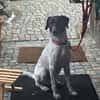 Balu, Suche DRINGEND neues Zuhause