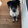 Balu, Suche DRINGEND neues Zuhause