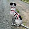 Balu, Suche DRINGEND neues Zuhause