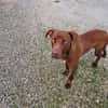 BAYLES cucciolo mix pit/bracco