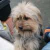 Yorkie Pico sucht sein Zuhause