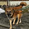 Imposanter Koda sucht Zuhause