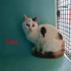 GALA
