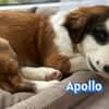 Apollo - verspielt und freundlich
