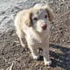 Rocky, lieber Welpe sucht Zuhause