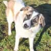 ELFIE -rundum tolles Hundekind-