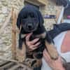 4 CHIOTS ADOPTION OU FAMILLE D'ACCEUIL