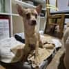Breadley 4 Monate Chihuahua-Pischer Mix