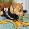 Breadley 4 Monate Chihuahua-Pischer Mix