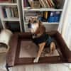 Opi Rex, ruhiger Hund sucht Zuhause