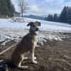 JOSI, sensible Hündin sucht