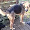 Popy: drahtiger Hundemann sucht ...