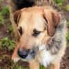Popy: drahtiger Hundemann sucht ...