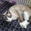 Pascual Siam- Mix Kater