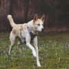 Toto sucht erfahrene Hundehalter