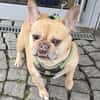 Französische Bulldogge sucht tolle Mensc