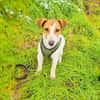 Linda ein tolles Jack Russel Mädchen