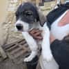 2 CHIOTS ADOPTION OU FAMILLE D'ACCEUIL