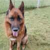 Ari - Deutscher Schäferhund