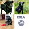 ZOLA -liebt alle Menschen-