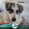 WOLLE *5/25 DRINGEND ZUHAUSE GESUCHT