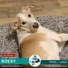 ROCKY - *2020 - DRINGEND ZUHAUSE GESUCHT
