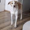 ROCKY - *2020 - DRINGEND ZUHAUSE GESUCHT