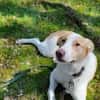 ROCKY - *2020 - DRINGEND ZUHAUSE GESUCHT