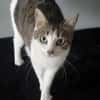 Katzen Dame Kylie sucht in 81735
