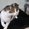 Katzen Dame Kylie sucht in 81735