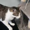 Katzen Dame Kylie sucht in 81735