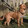 BRUNO