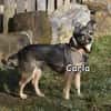 CARLA