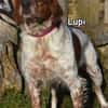 LUPI