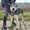 Sylt ein besonderer Husky