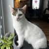Schmusekatze ANNABELLE sucht ihr Zuhause