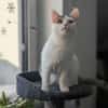 Schmusekatze ANNABELLE sucht ihr Zuhause