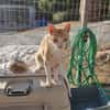 Kletterkatze Maverick sucht Zuhause!