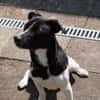 Terrier Mix Skye sucht sein Zuhause
