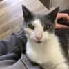 Kuschel-Kater Scrilly sucht Zuhause