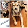 PEANUT -rundum tolles Hundekind-