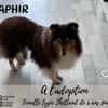 Saphir
