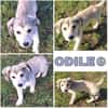 ODILE -rundum tolles Hundekind-