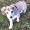 ODILE -rundum tolles Hundekind-