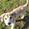 ODILE -rundum tolles Hundekind-