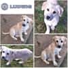 LUDWIG -rundum tolles Hundekind-