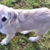 LUDWIG -rundum tolles Hundekind-
