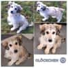 GLÖCKCHEN -rundum tolles Hundekind-