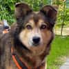 Husky-Mix LEXY sucht Anschluss