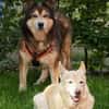 Husky-Mix LEXY sucht Anschluss